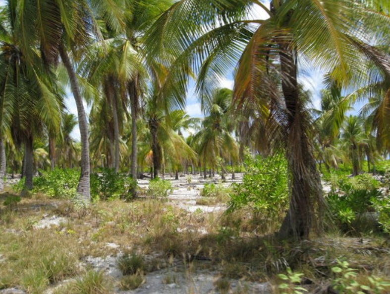 Ambo Island / Ambo Lagoon Club, South Tarawa, Gilbert Islands, Kiribati